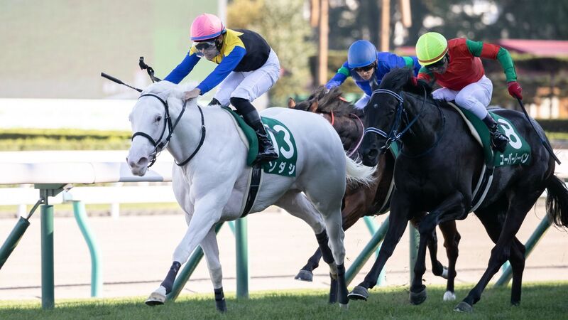 桜花賞展望 白毛ソダシの完成度 横山典vs武の親子対決 血統馬の伸びしろに注目 花岡貴子 個人 Yahoo ニュース 桜花賞展望 白毛ソダシの完成度 横山典vs武の親子対決 血統馬の伸びしろに注目 花岡貴子 個人 Yahoo ニュース