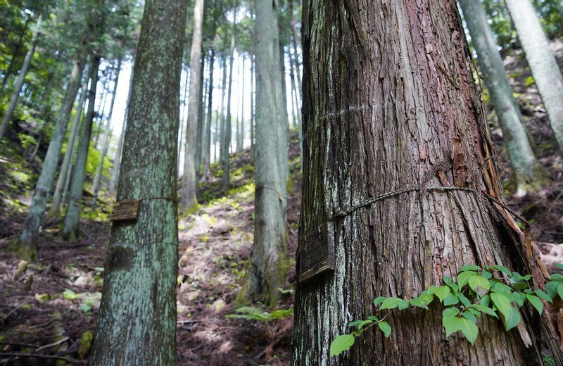 購入者の木の札がかけられた立木(2022年5月27日、筆者撮影)