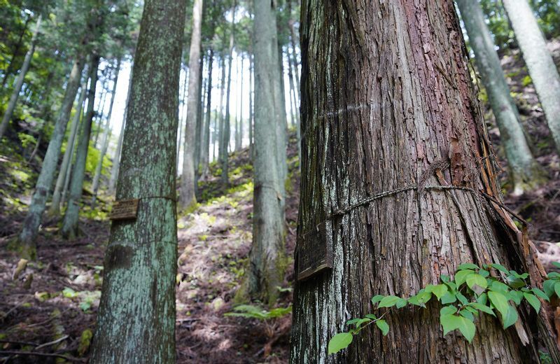 購入者の木の札がかけられた立木（2022年5月27日、筆者撮影）