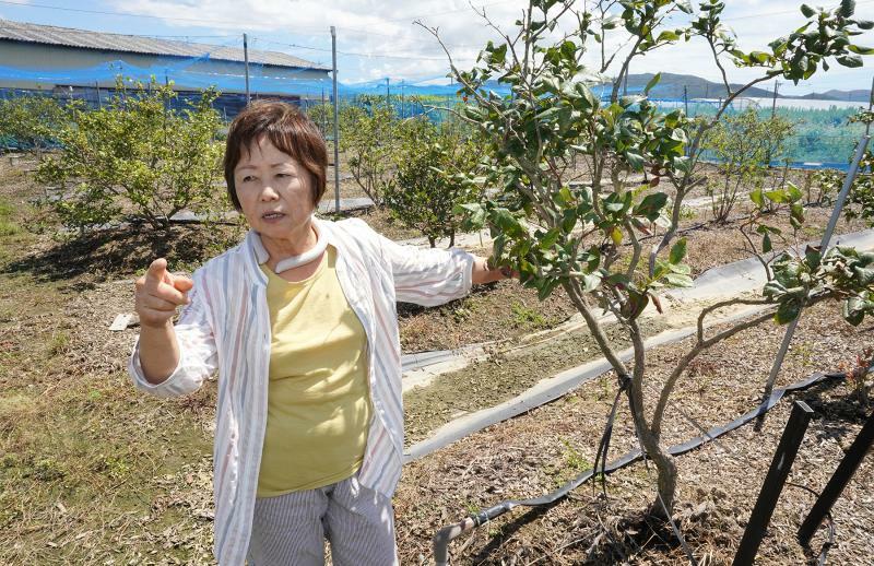 豊橋市の下条地区でブルーベリーを作る菅沼真利子さん。約500本の木が泥水に浸かった（8月22日、筆者撮影）