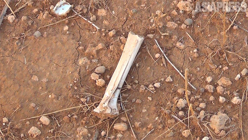 虐殺現場には、いまも人骨が野ざらしのまま残っていた。（イラク北西部コジョ・10月撮影：玉本英子）
