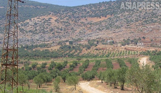 2004年シリア内戦前に取材したアフリン。オリーブ畑が広がる。アレッポ石鹸の産地としても知られる。2018年の侵攻で15万人以上の住民が、土地と家を奪われた（2004年・アフリン・玉本英子撮影）