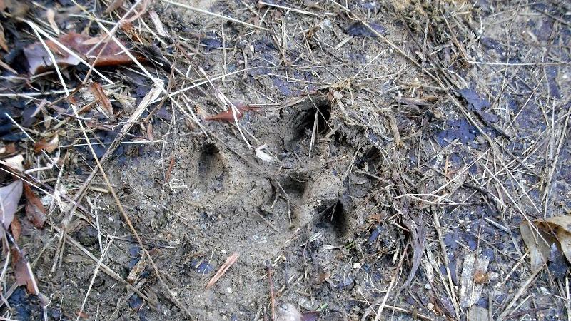 シカ イノシシ そしてクマ いまや日本は野生動物の楽園 田中淳夫 個人 Yahoo ニュース