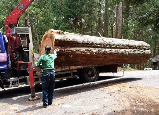 今回の作品の素材となる巨木は、東栄町から伐りだされた樹齢120年ものの杉。