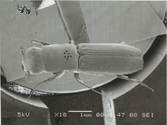 カシノナガキクイムシの電子顕微鏡写真。　森林総合研究所関西支所提供
