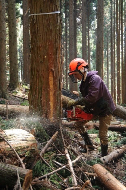 日本にも増えてきた林業現場で働く女性