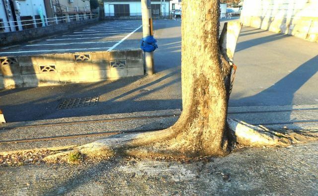 コンクリートの隙間から生える大木