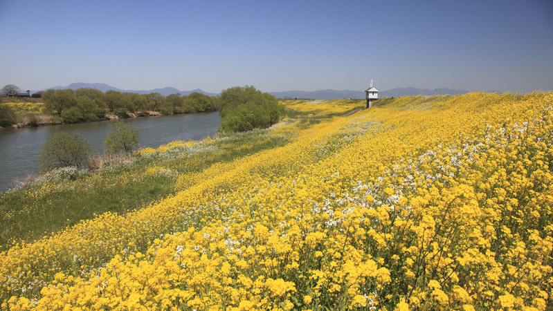 堤防の菜の花は、遺伝子組み換え植物かも（田中淳夫） - エキスパート