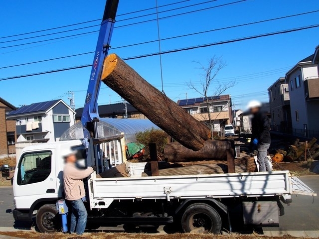 街の中の大木は伐って搬出するのも大変だ。