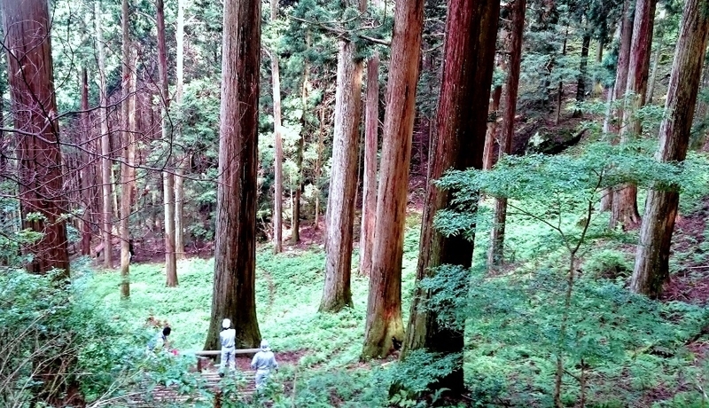 川上村の「歴史の証人」。巨木の林立する森だ。