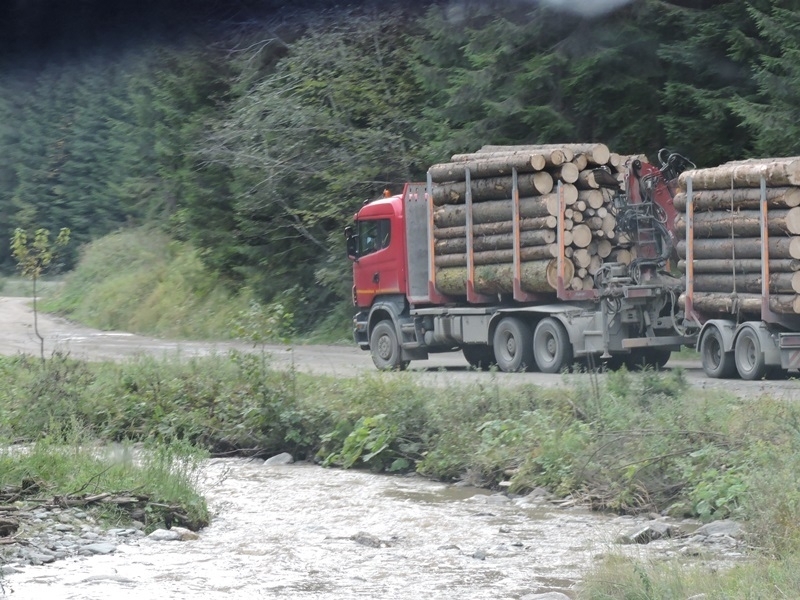 国立公園から運び出される木材　（提供・FoE Japan）