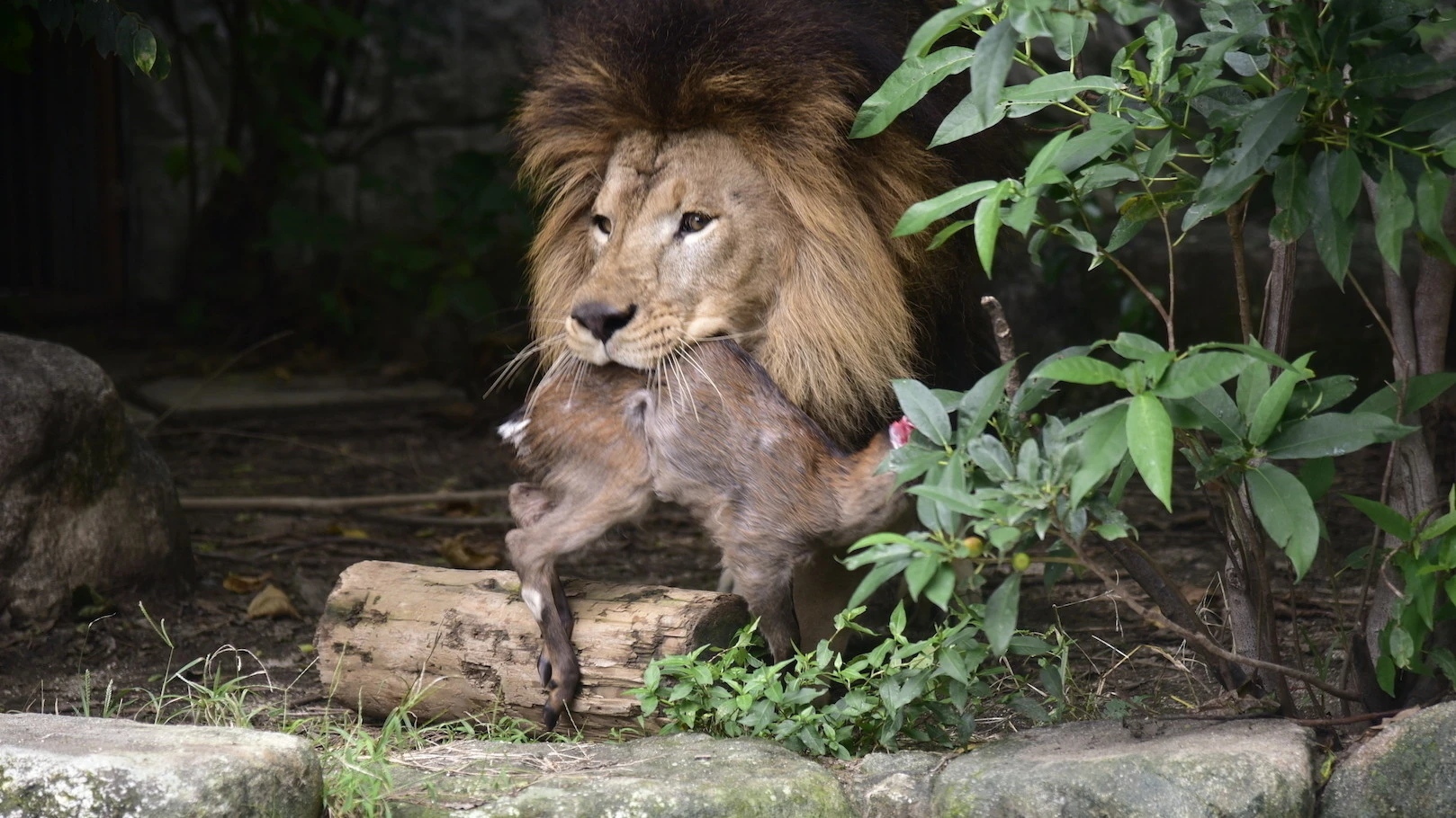 動物園のライオンの餌に害獣の駆除個体を与える深い意味（田中淳夫