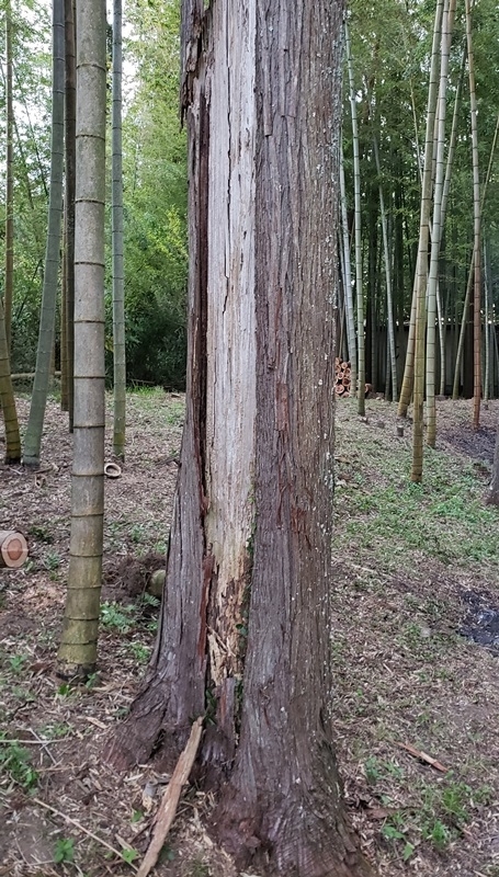 幹が腐る溝腐れ病の症状