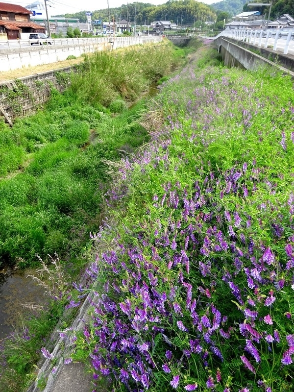 超有用な外来植物の野生化が進む 日本の自然に影響はあるか 田中淳夫 個人 Yahoo ニュース
