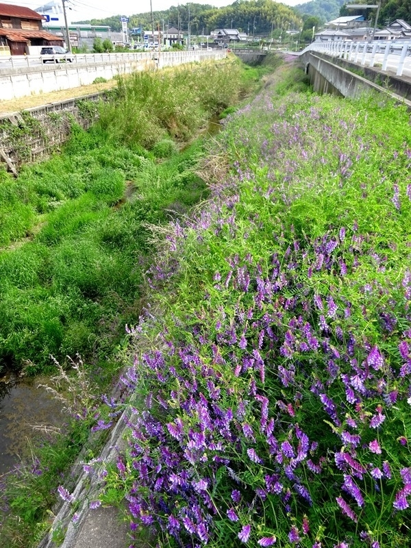 　中小河川の上流部にも広がっていた。