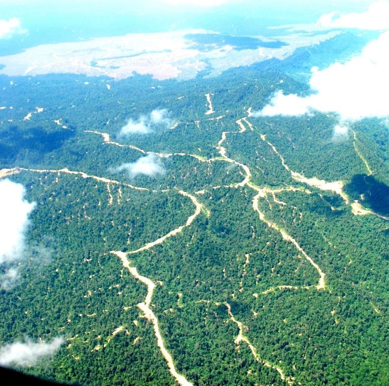 ボルネオ奥地上空。伐採のため林道が網の目に入れられ森林はズタズタになっている