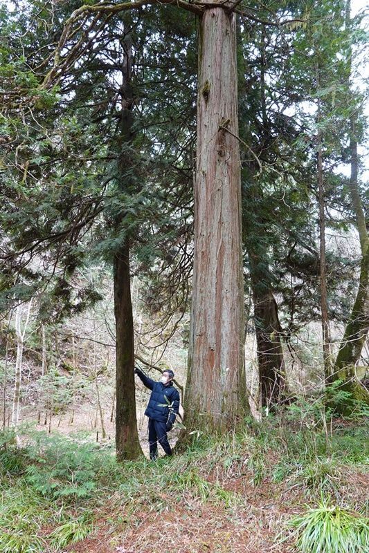 この山には、今では珍しくなった木曾檜などの巨木が多数残る。