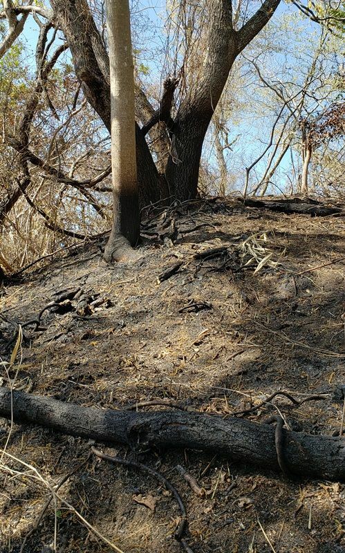 　鎮火してから約2週間後の山火事現場。樹木はあまり焼けていなかった。（筆者撮影）