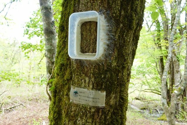 芦生の森で見かけた樹木の出すガスの計測装置（筆者撮影）
