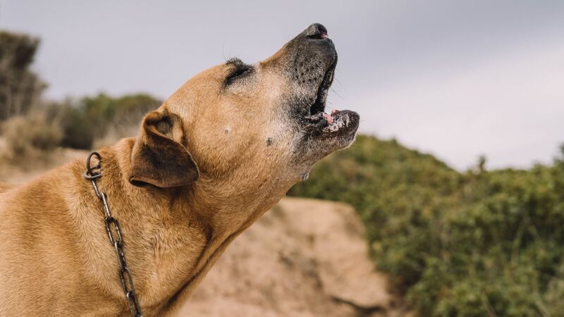 オオカミよりも柴犬を放て 獣害対策に有効な 放し飼い 田中淳夫 個人 Yahoo ニュース オオカミよりも柴犬を放て 獣害対策に有効な 放し飼い 田中淳夫 個人 Yahoo ニュース