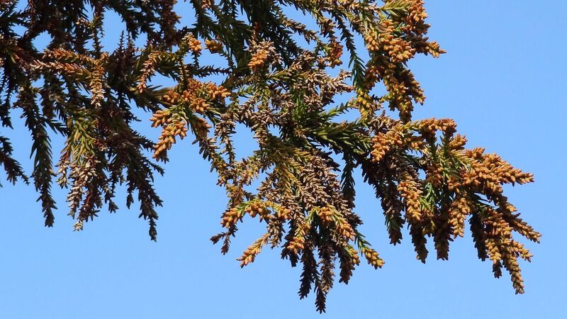 林業が衰退したおかげでスギ花粉は少なくなった 田中淳夫 個人 Yahoo ニュース 林業が衰退したおかげでスギ花粉は少なくなった 田中淳夫 個人 Yahoo ニュース