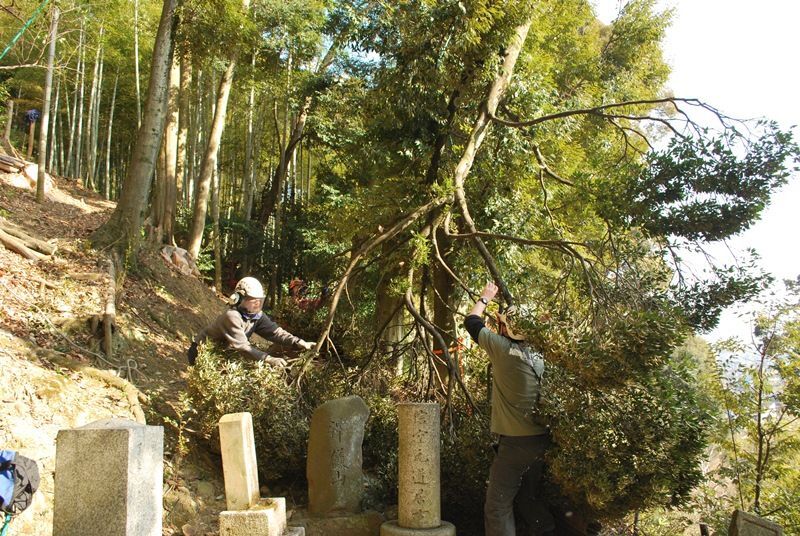 墓地周辺の木も大木になると伐らねばならない。(筆者設営)
