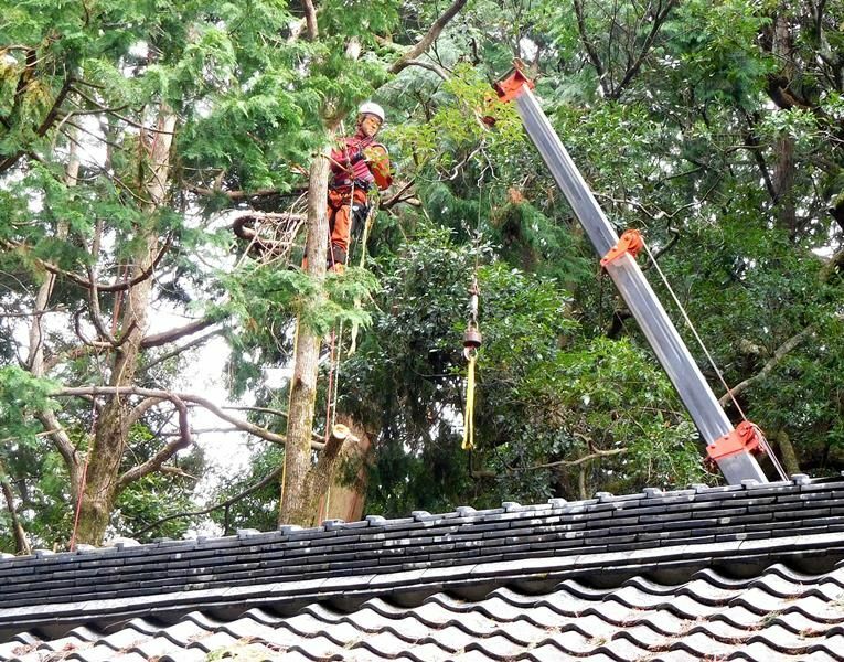 建物の側の大木を伐るのは専門技術がいる。（筆者撮影）