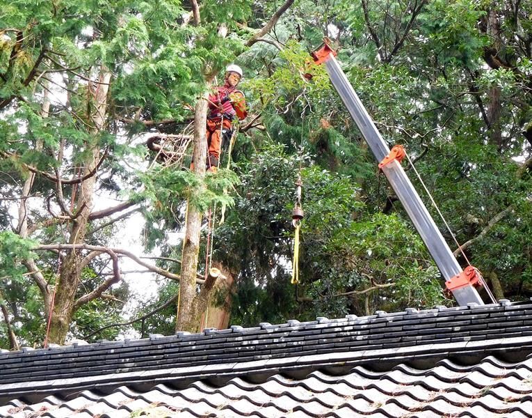 建物の側の大木を伐るのは専門技術がいる。(筆者撮影)