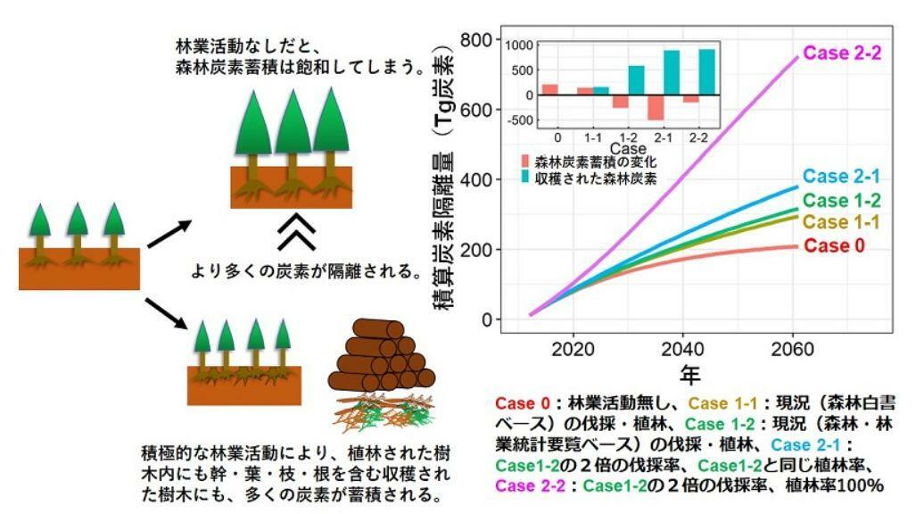 日本は、林業を活性化したら炭素蓄積が増える？（東京大学大学院サイトより）