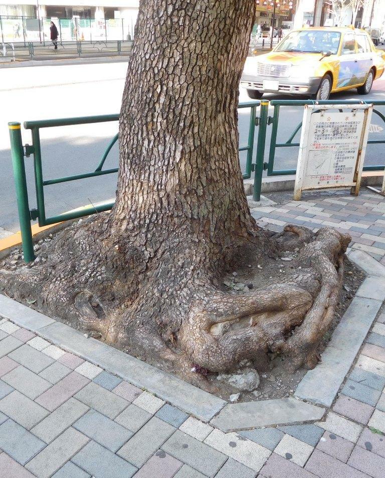 小さな植樹桝いっぱいに根がつまり盛り上がった街路樹（筆者撮影）