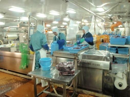 日新丸の内部で稼働する鯨肉の加工工場（共同船舶提供）