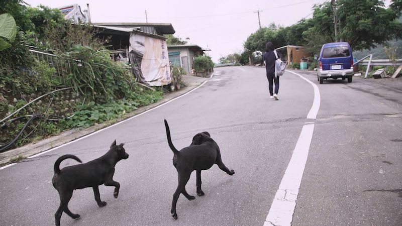 映画『十二夜2』より。台湾の地方では「台湾黒犬」をあちこちで見かける（提供：牽猴子整合行銷股份有限公司）