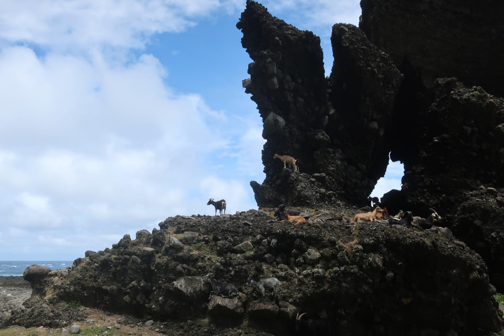 台湾の離島・蘭嶼には野生のヤギが暮らす（撮影筆者）