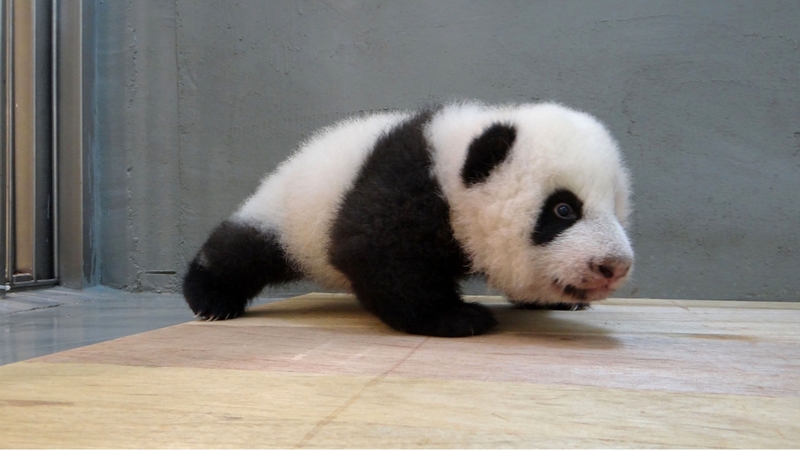 上野の赤ちゃんパンダ シャンシャン が中国へ帰る日 坂東太郎 個人 Yahoo ニュース 上野の赤ちゃんパンダ シャンシャン が中国へ帰る日 坂東太郎 個人 Yahoo ニュース