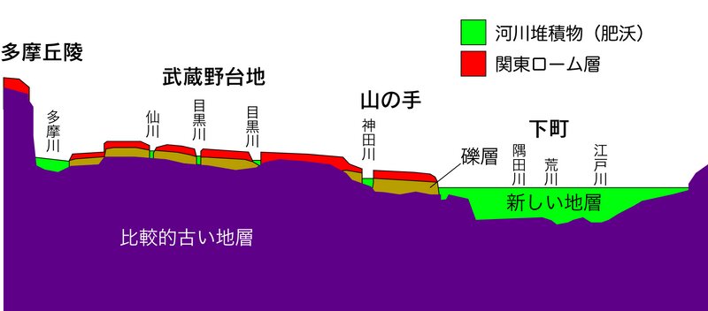 図２　東京周辺の模式断面（著者原図）。台地・山の手は関東ローム層に覆われるが、下町（低地）や谷沿いには肥沃な河川堆積物が分布する。