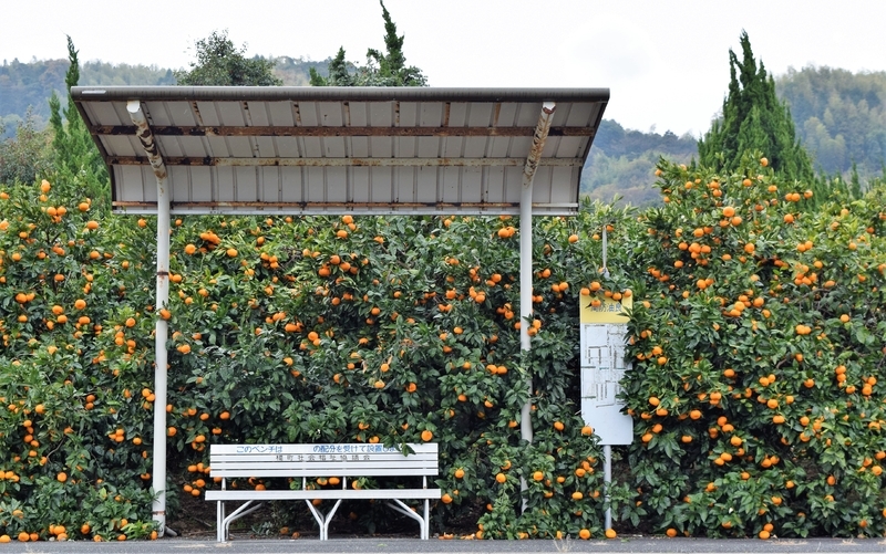 島のいたるところに柑橘の畑が広がる「みかんの島」。これは昨年12月に撮影／筆者撮影