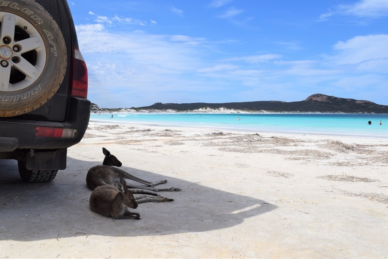 カンガルーと美しすぎるビーチとのツーショットはオーストラリアでも極めて珍しい／筆者撮影