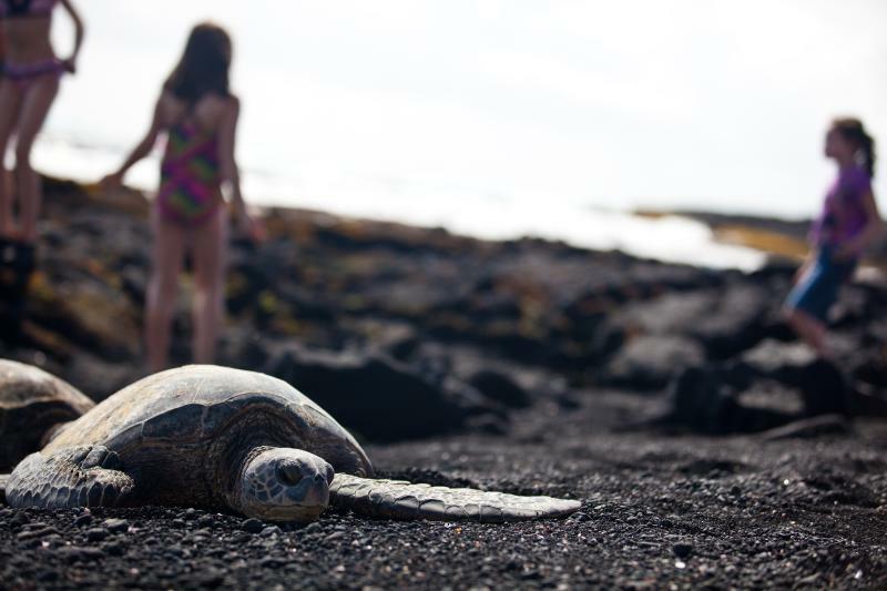 ウミガメ（ホヌ）は非常にデリケート。最低3mの距離を保つことを推奨している。(C) ハワイ州観光局