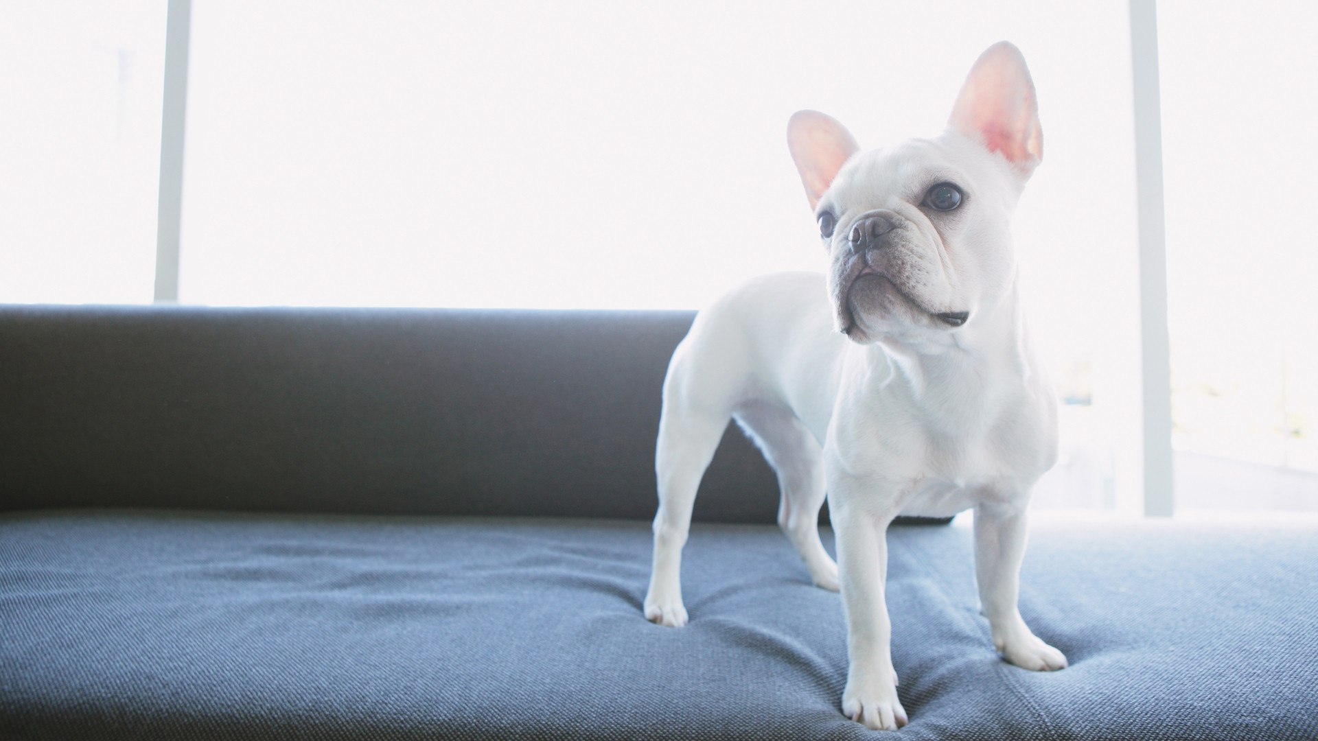 海外航空会社では犬を機内持ち込みできるケースもあるが 国内航空会社のルールは 熱中症にならない工夫も 鳥海高太朗 個人 Yahoo ニュース