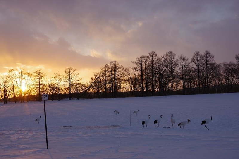 雪原に沈む夕陽とタンチョウ（撮影：大熊一精氏）