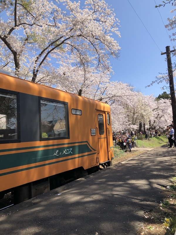 桜が満開の芦野公園駅（2019年撮影　提供　津軽鉄道）