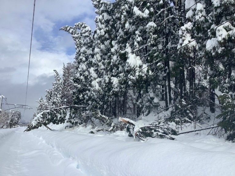 線路際の樹木が雪の重みで倒れて線路をふさいでいる状態。（12月20日発表のJR東日本新潟支社プレスリリースより）