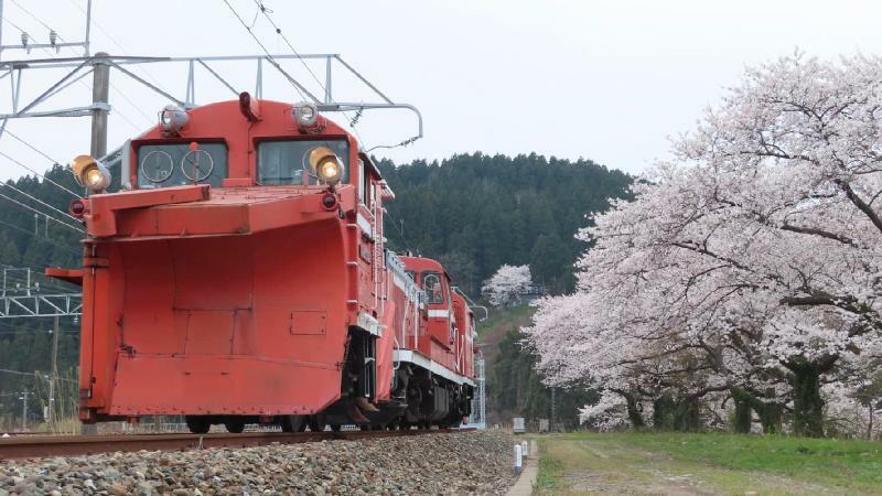 桜とラッセル車の珍しい組み合わせ写真　撮影：倉辻柊成氏