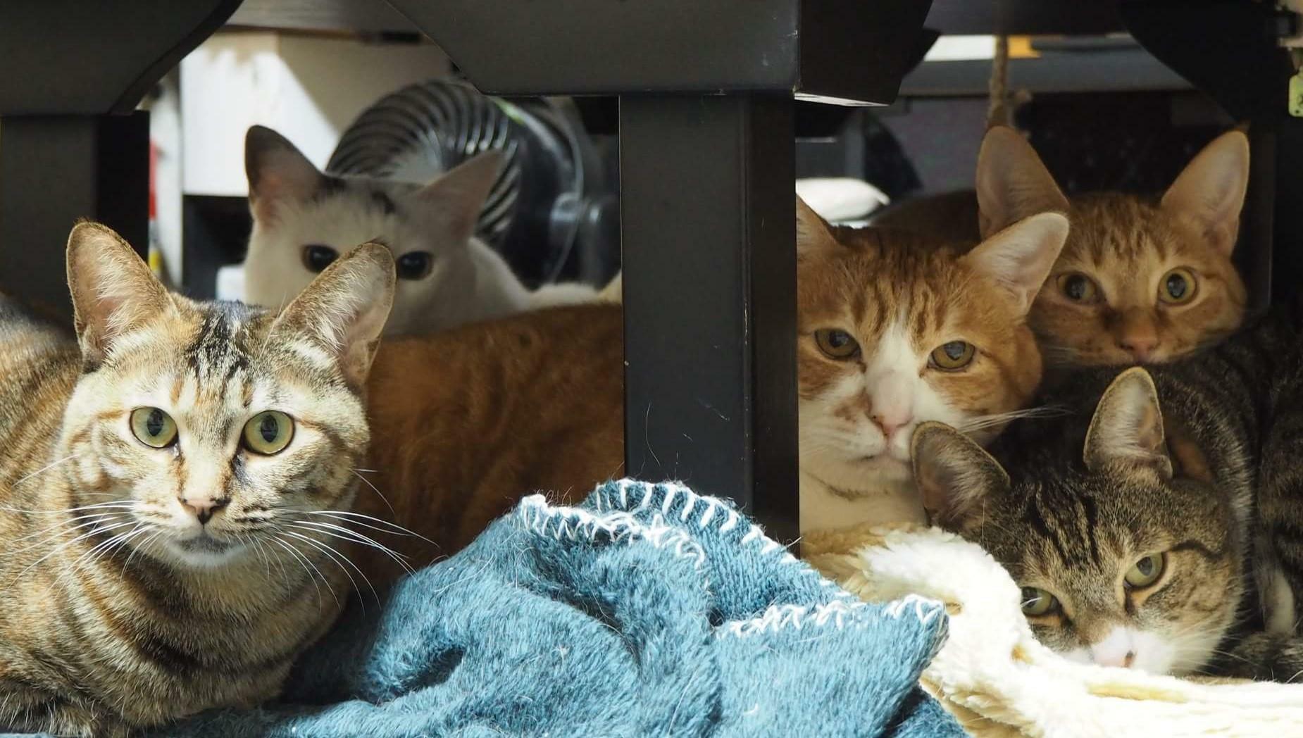 寒い日、ちゃぶ台の下で集まる我が家の猫たち。一人足りない。誰だ？