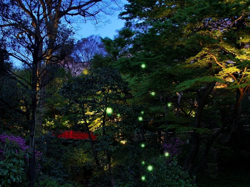 日本庭園にいるホタル／ホテル椿山荘東京提供