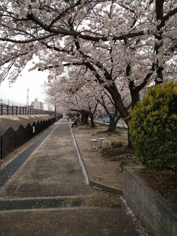 桜が好きな武井さん。「毎年咲き始めると大量に写真に収めます。現住所に越してきてからは、知らない道を歩き回って探す楽しみも増えました」（本人提供）