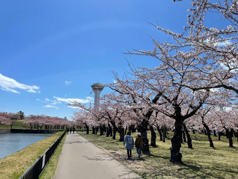 4月末に満開を迎えた五稜郭の桜。都会的に見える森さんですが、こういう場所をのんびり散歩するのが好きなのだそうです。（本人提供）