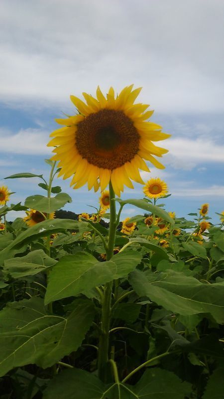 自分らしい写真を送ってくださいとお願いしたら、なぜかひまわりの花を撮ってくれました。「ひまわりは清潔で、太陽に向かって咲くというのが、美しいです」