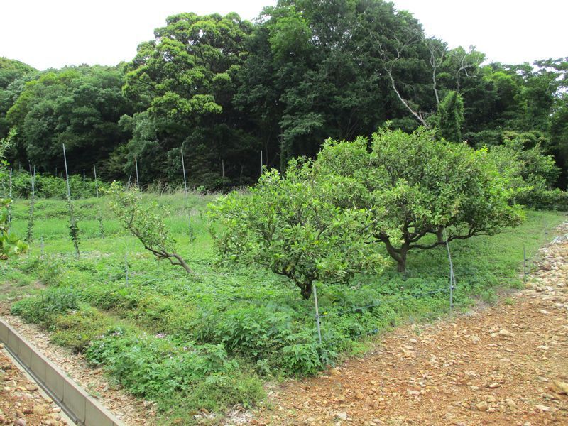 吉野さんが手がけている無肥料・無農薬のみかん畑。地面に草が生えているのが特徴的です。甘すぎない、昔ながらのみかんが実ります。(本人提供)