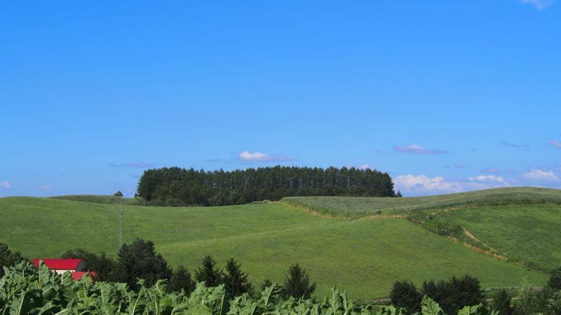北海道でのドライブが趣味の大谷さん。「美瑛町のマイルドセブンの丘です。タバコ『マイルドセブン』のCM撮影で使われたことでそう呼ばれています」（本人提供）